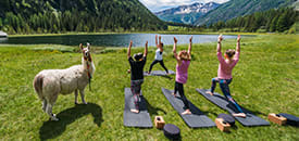 Yoga & Wandern mit Lamas